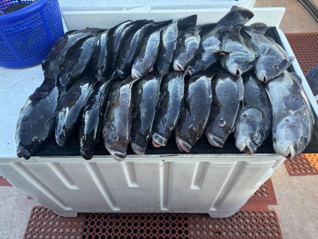 Long Island Inshore Fishing Charters 8