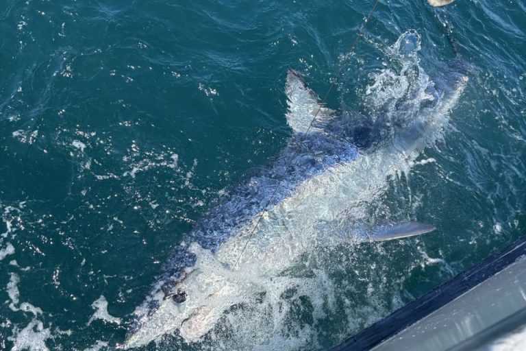 shark charter long island 5